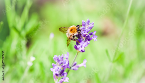 Working bee on lavender flower in summer garden. Natural background