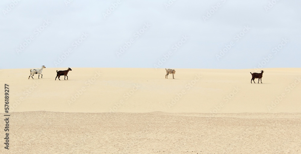 A group of wild goats strolling through the desert sand dunes of Corralejo in Fuerteventura. The island is located a few kilometers from the Sahara desert.