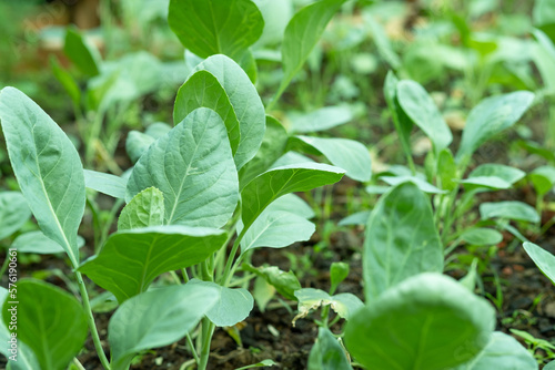 Kale in the organic garden. Organic vegetables.
