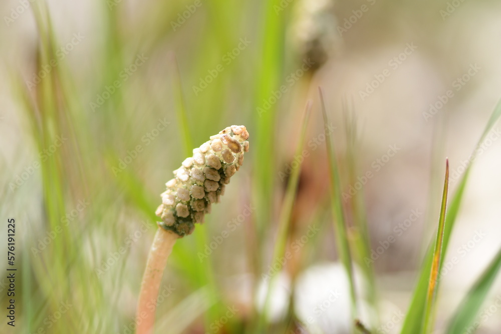 Field horsetail plant in field of spring.