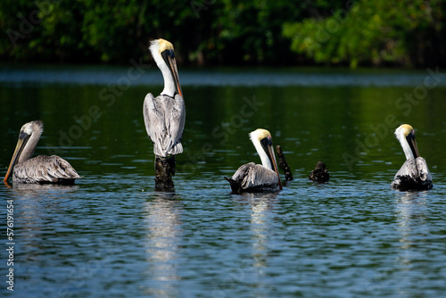 pelicans on the water © Diego