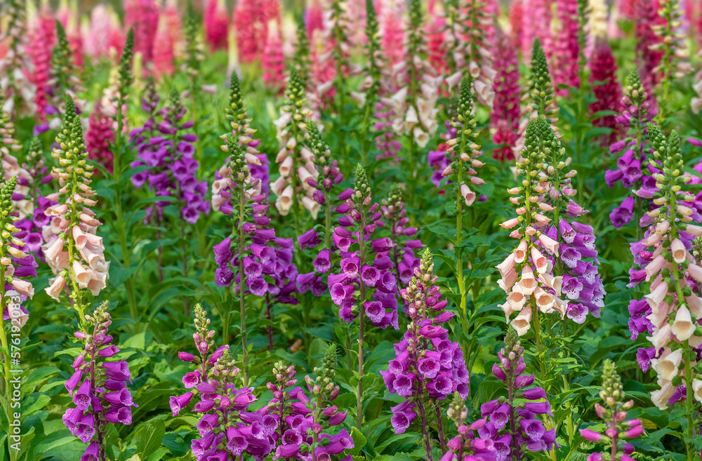 Beautiful digitalis or foxglove flower in garden Beautiful digitalis or foxglove flower in garden