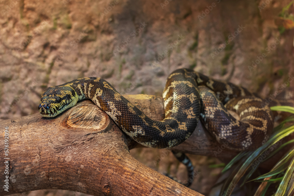 Close-up view of a Carpet Python (Morelia spilota cheynei) Close-up view of a Carpet Python (Morelia spilota cheynei)