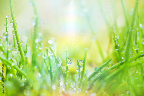 草に水滴
