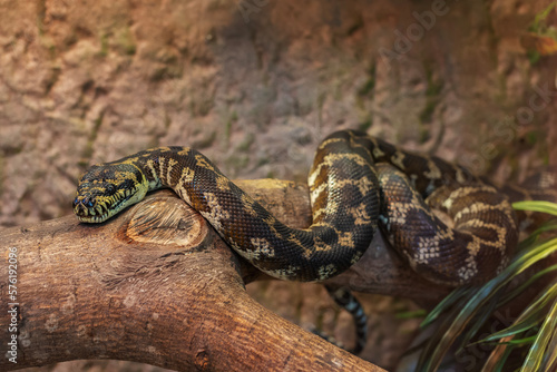 Close-up view of a Carpet Python (Morelia spilota cheynei) photo