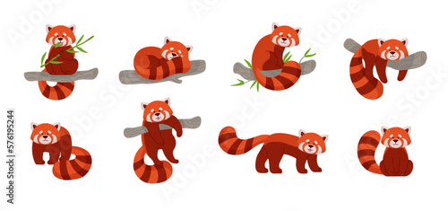 Set of cute red pandas in different poses flat style, vector illustration