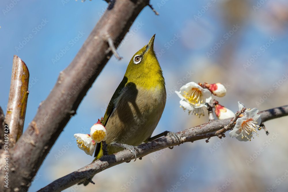 Naklejka premium 花の蜜を吸うのを中断して猛禽を警戒するメジロ