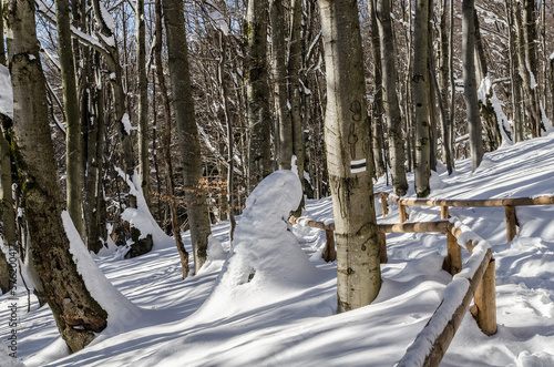 Fototapeta Naklejka Na Ścianę i Meble -  Szlak na połoninę Wetlińską - Bieszczady 