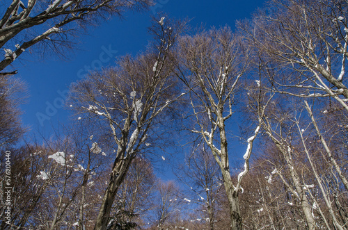 Fototapeta Naklejka Na Ścianę i Meble -  Bieszczadzka zima 