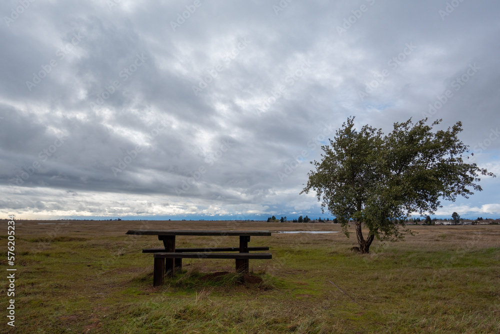 Picnic bench next to a lone tree in a field  