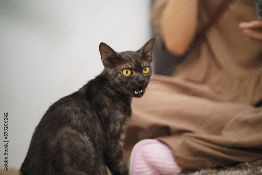 Cat lover female hand petting her lovely cat  comfortable Stay home with cat Friendship Animal lover. Cute cat. love Friend human home friendship Animal lover lifestyle concept