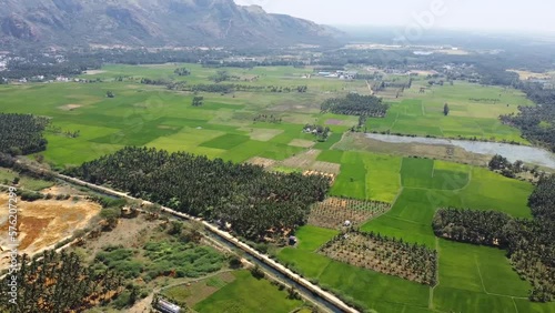 Wallpaper Mural View of paddy farm in the morning. Torontodigital.ca