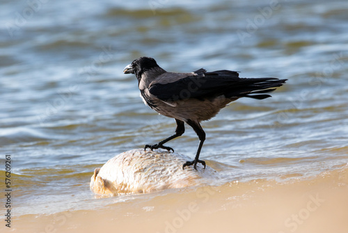 raven eating fish in beach portrait