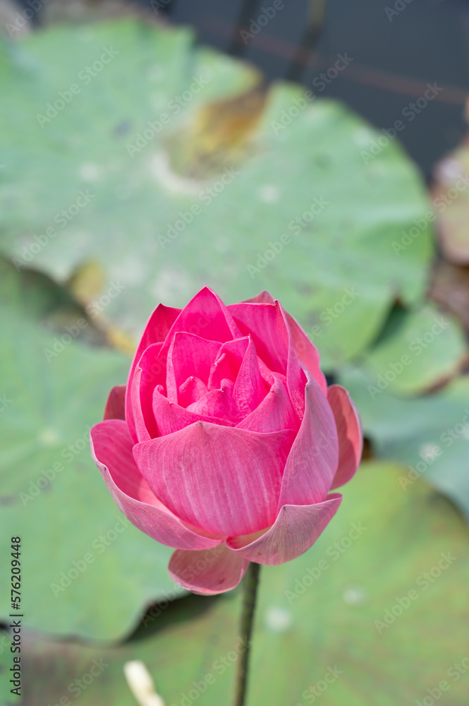 Fototapeta premium vintage style lotus pond for background