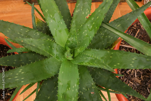 Aloe vera: A natural remedy in your home concept