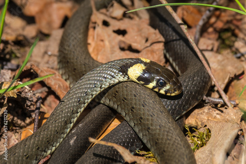 Grass snake in the sunshine at spring