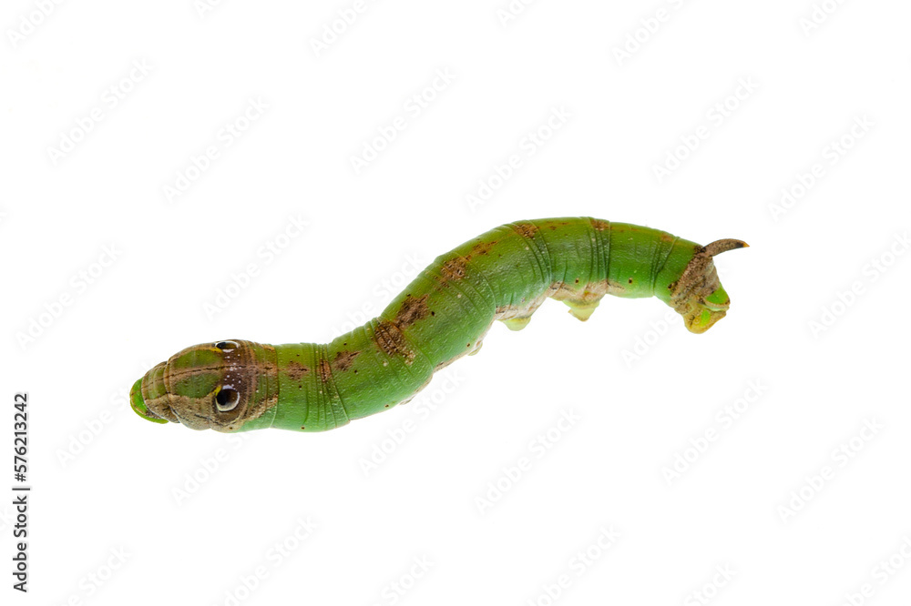 Fototapeta premium Caterpillar Isolated on White Background