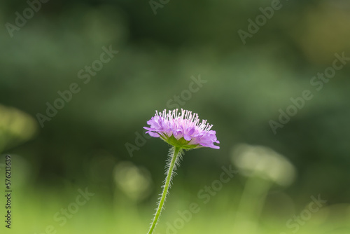 Knautia arvensis  Field Scabious  wild flower in meadows summertime