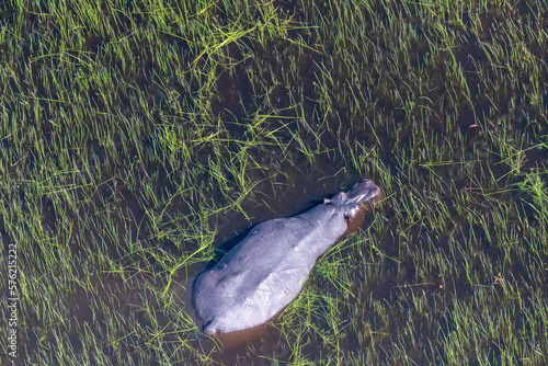 Aerial Telephoto shot of an hippopotamus that is partically submerged in the Okavango Delta Wetlands in Botswana. photo