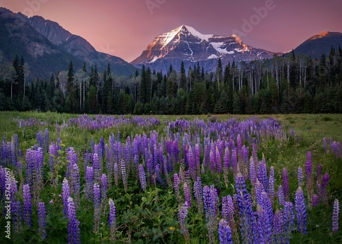 Wild flowers by Mount Robson at sunset. Mount Robson. British Columbia. Canada photo