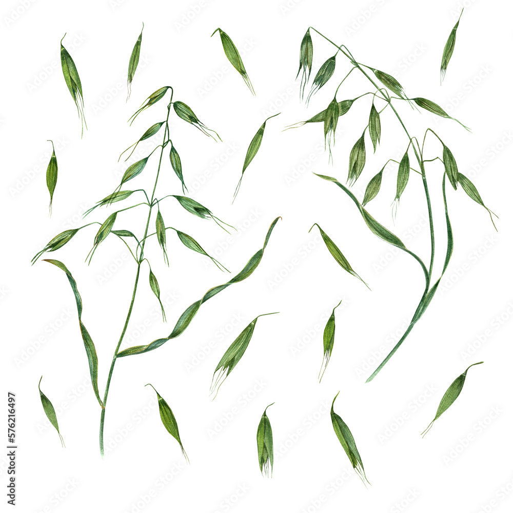 Naklejka premium Set of watercolor wild oats isolated on a white background, . Perfect for wallpaper, print, textile, scrapbooking, wedding invitation, banner design, postcards