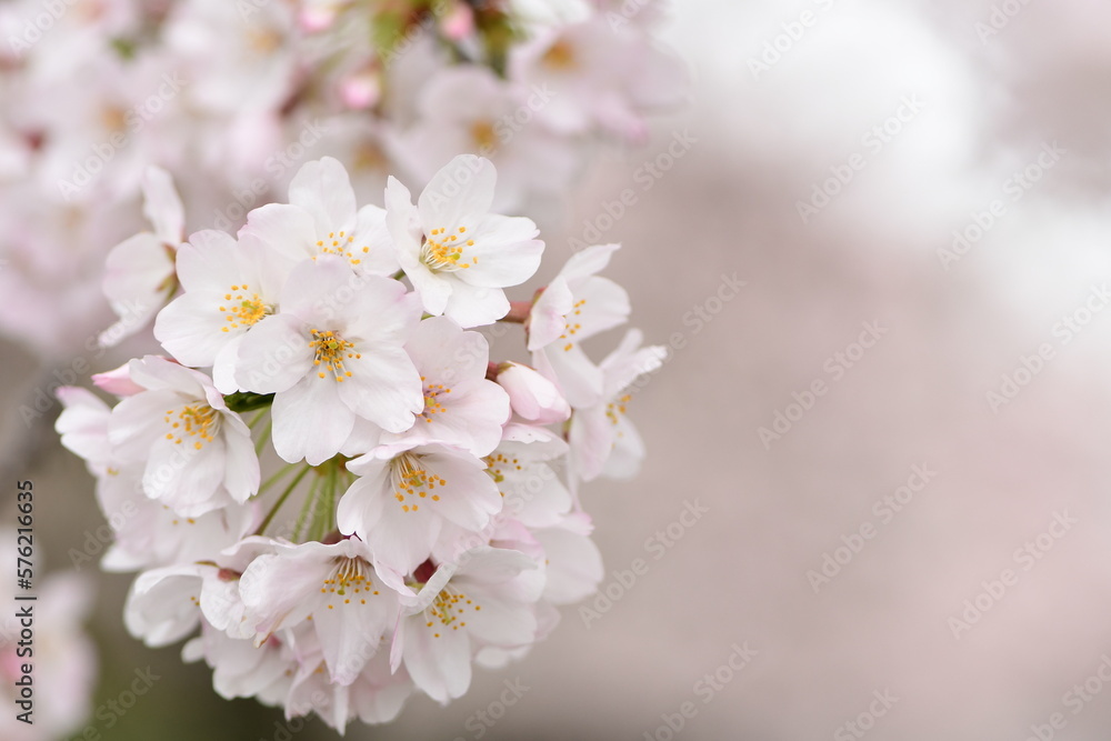 Cherry blossom flowers blooming in spring. Cherry blossom flowers blooming in spring.