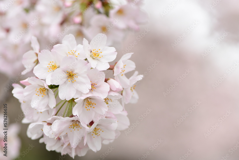 Cherry blossom flowers blooming in spring.