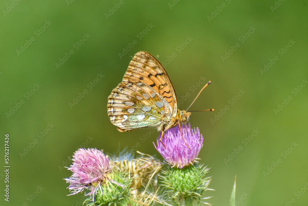 Obraz premium Dark Green Fritillary butterfly, Argynnis or Speyeria aglaja, in the grass. Butterfly in wild meadow