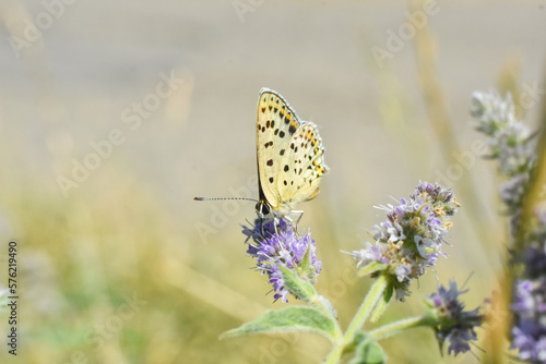 Sooty Copper butterfly on flower. Small blue butterfly, Lycaena tityrus, on meadow