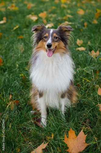 Cute tricolor dog sheltie breed in fall park. Young shetland sheepdog on green grass and yellow or orange autumn leaves 