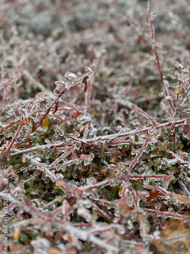 frost on the grass