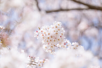 Papier peint photo  Close-up of cherry blossoms in full bloom, Japan  © Megumi