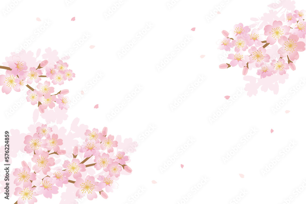 Cherry blossom flowers background illustration	
