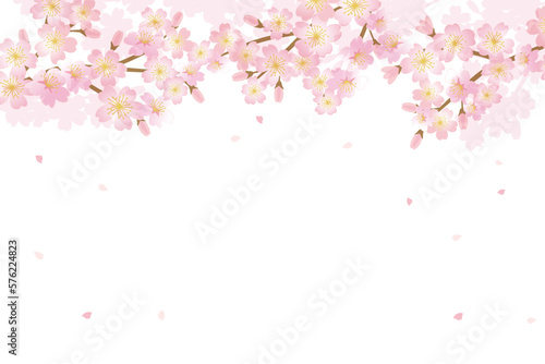 Cherry blossom flowers background illustration 