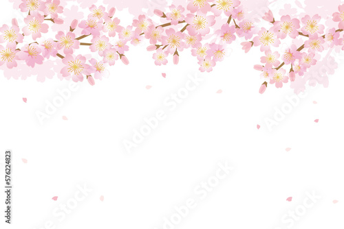 Cherry blossom flowers background illustration	
