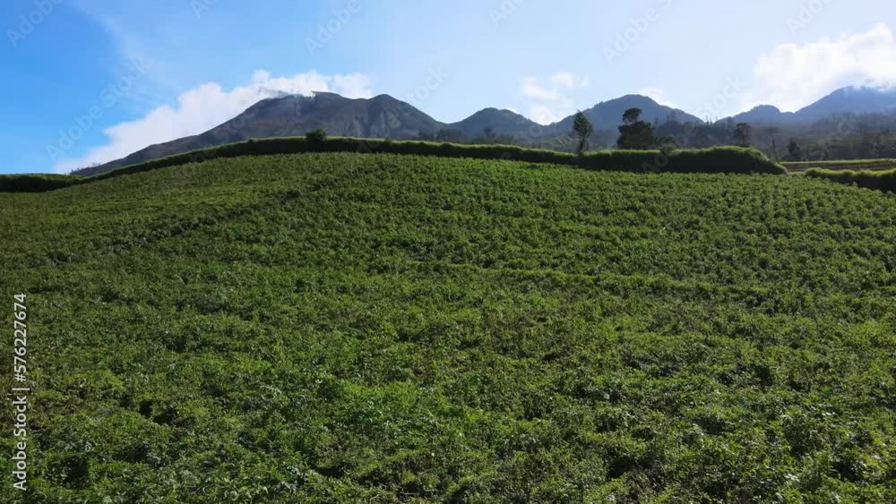 Drone view in Cangar Village, Indonesia Cabbage Farm Drone view in Cangar Village, Indonesia Cabbage Farm