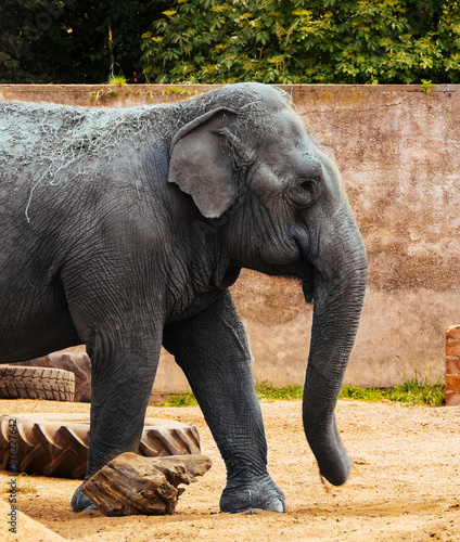słoń azjatycki na wybiegu w parku zoologicznym