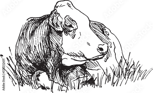Hand drawn sketch of a lying cow. Vector illustration.