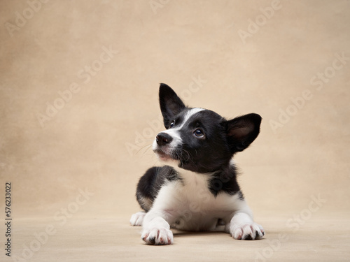black and white puppy on a beige background. one month old border collie in studio. Dog in studio  © annaav