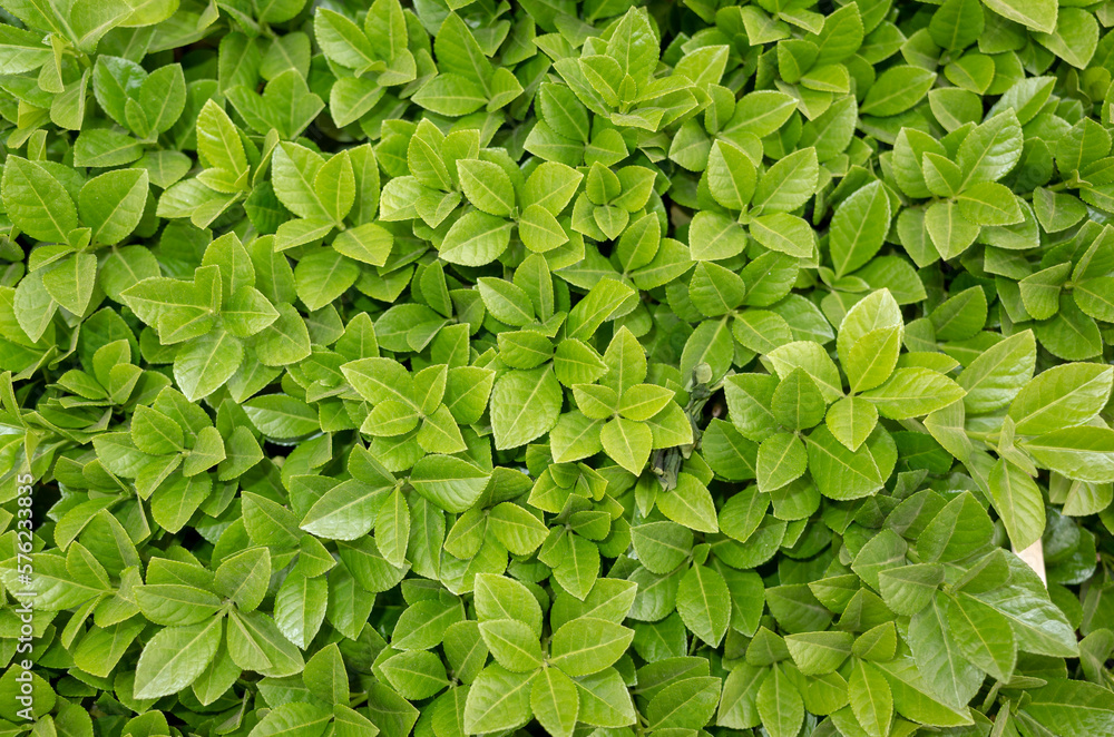 green leaves background green leaves background