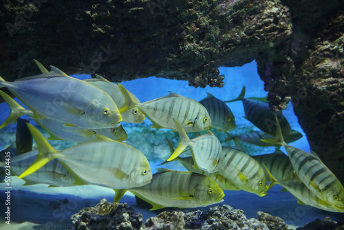 Fish under water. Golden trevally (Gnathanodon speciosus), also known as the golden kingfish.  photo