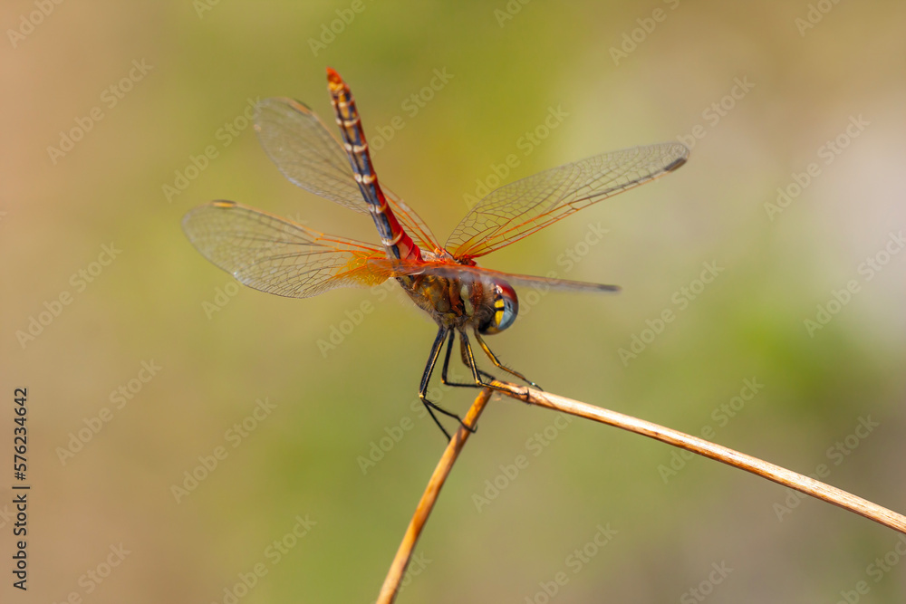 a anisoptera dragonfly sits on a stalk in a meadow a anisoptera dragonfly sits on a stalk in a meadow
