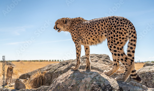 Rear view of cheetah over the rock looking for preys