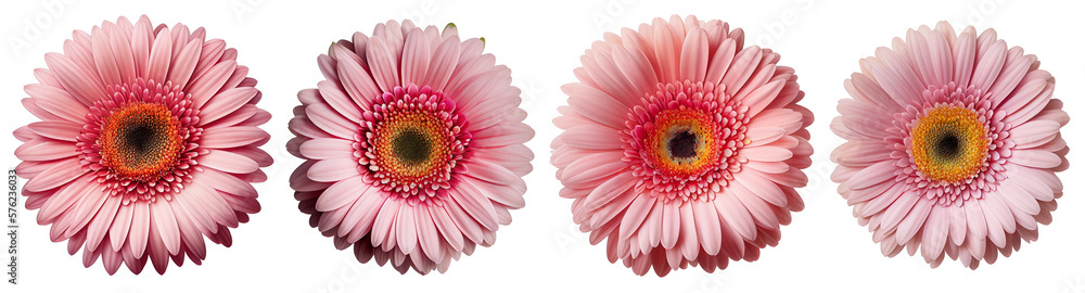 Assorted pink gerbera daisy flower heads isolated on transparent PNG background. Created with Generative AI.