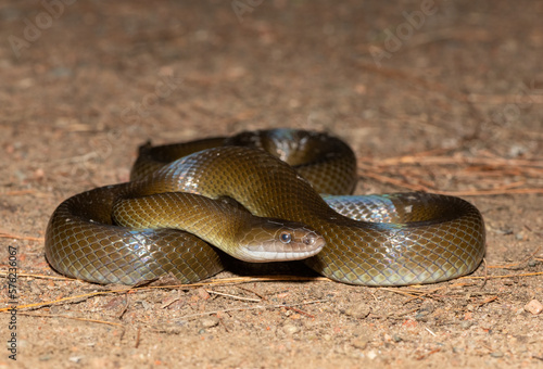 Olive Snake (Lycodonomorphus inornatus)