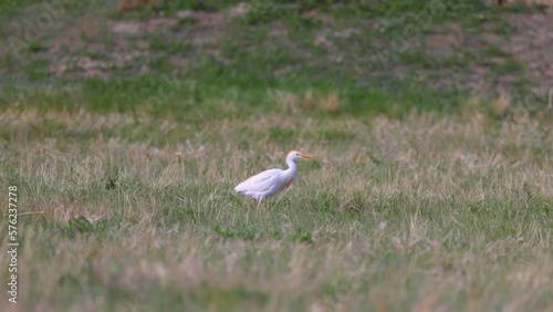 Slow Motion Panning Shot Of White Cattle Egret Walking On Dry Grass - Arvada, Colorado photo