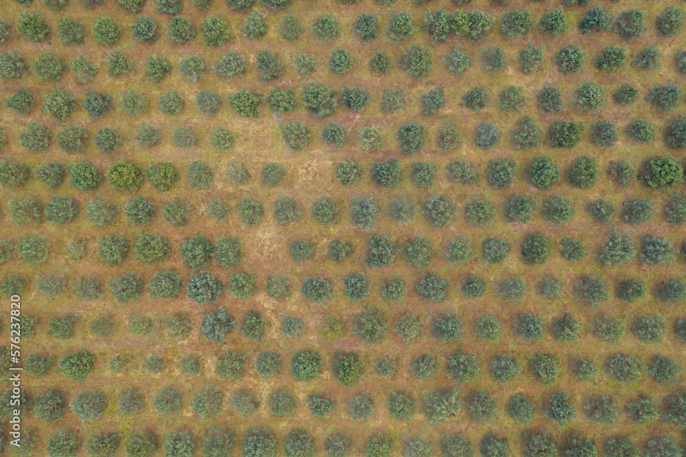Drone photography of fir tree plantation