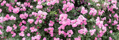 field of flowers. panoramic view of climbing rose. rambling rose image.	