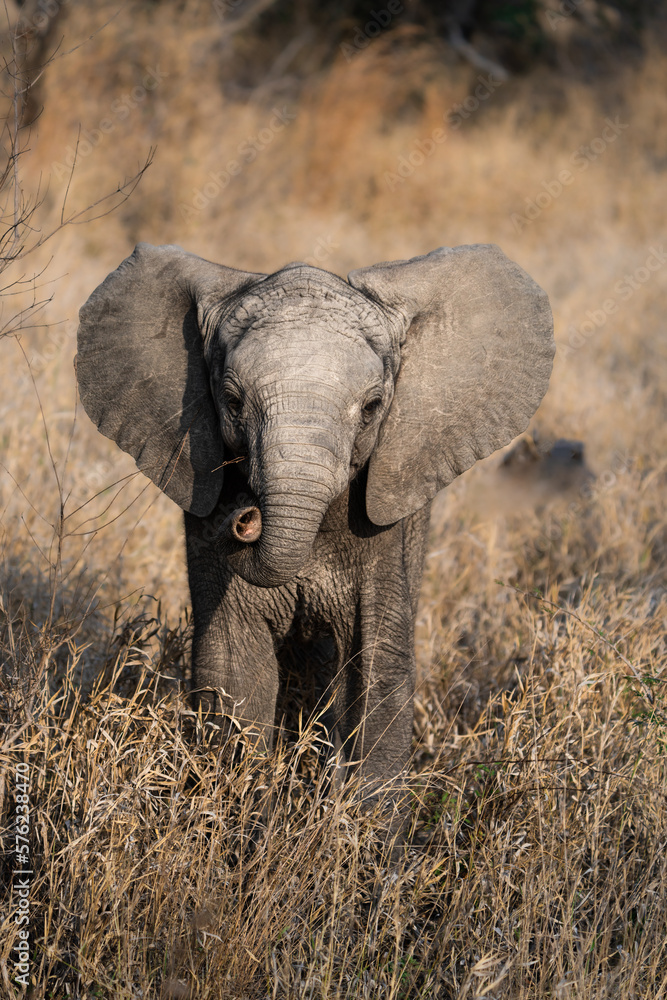 A young baby African elephant standing in the dry grassland looking into the camera, Kruger National Park. 