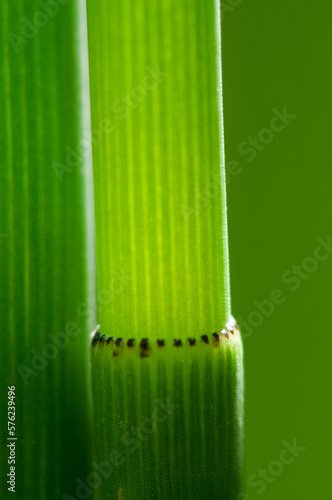 Detail of Horsetail (Equisetum hyemale) against a soft green background. photo